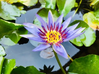 pink water lily