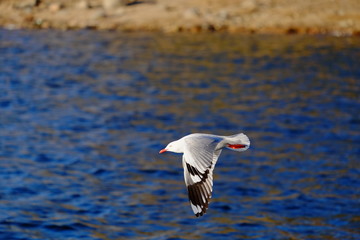seagull in flight