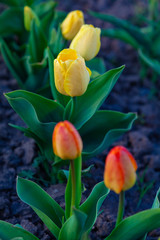 Fresh multi-colored flowering tulips grow on bare ground.