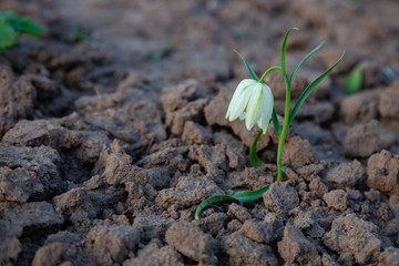 A lonely white bell-shaped flower grows on bare ground