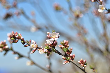 Japanese cherry blossom in the garden in spring