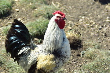 Beautiful village rooster with a red crest