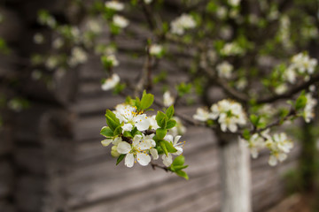 Beautiful Apple buds close-up on a blurry background. Blooming branch of an Apple tree with flowers. Spring garden. Blurred background.