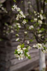 Beautiful Apple buds close-up on a blurry background. Blooming branch of an Apple tree with flowers. Spring garden. Blurred background.