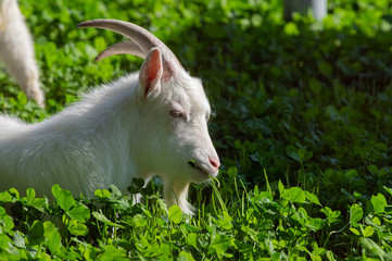 Obraz premium のんびり暮らすヤギ