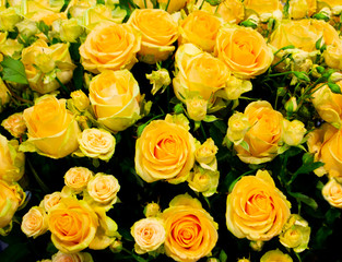 Fototapeta na wymiar festive background of flowers of yellow roses