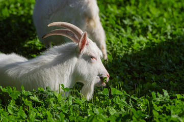 Obraz premium のんびり暮らすヤギ