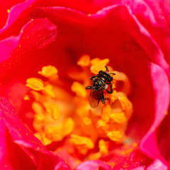 Australian Large Black Bee also known as Braunsapis sp