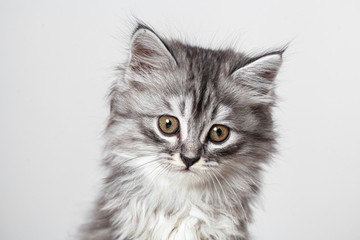 Gray cute kitten studio shooting