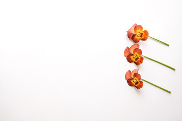 orange flower isolated on white