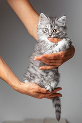 Gray cute kitten studio shooting