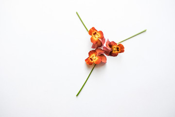 orange and yellow flowers