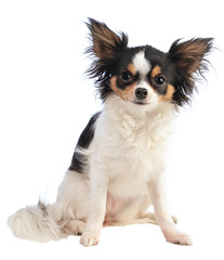Chihuahua sitting on a white background