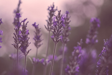 Lavendel Abendstimmung