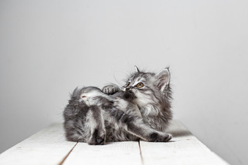 Gray cute kitten studio shooting