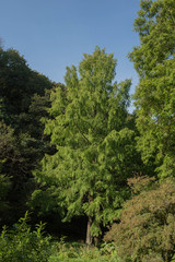 Green Foliage of the Deciduous Coniferous Dawn Redwood Tree (Metasequoia glyptostroboides) Growing in a Garden in Rural Devon, England, UK