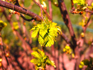 young blackcurrant leaves on stems on a Bush