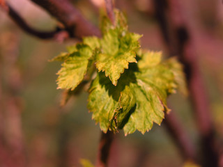 young blackcurrant leaves on stems on a Bush
