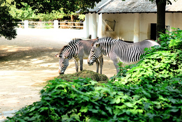 zebra in the zoo