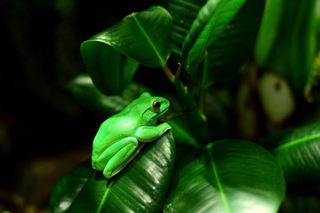 green tree frog