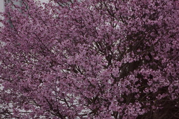 Kirschblüte