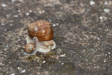 Funny snapshot: Young snail climbs on an adult snail