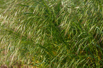Bromus tectorum. Plantas con semillas de Pasto Espiguilla. Ara bueyes. Gramíneas. 