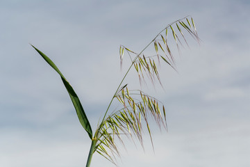 Avena fatua. Tallo de avena silvestre con espiguillas colgantes. Gramíneas.