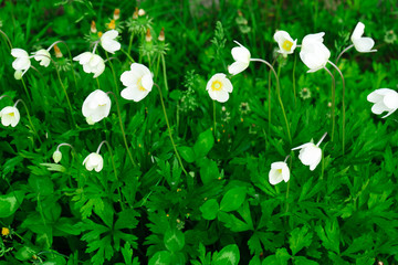 Obraz na płótnie Canvas First white spring flowers in the green grass