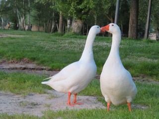 white goose on a green grass