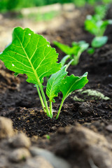 Young cabbage seedling