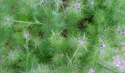 fond vert nature - fleur de nigellla