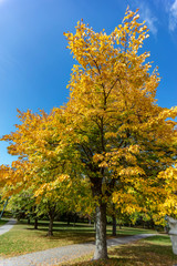 big autumn trees in the park 