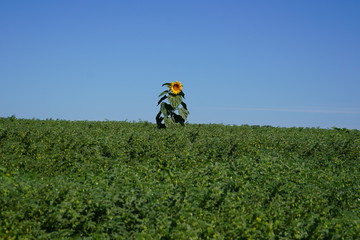 A lonely sunflower