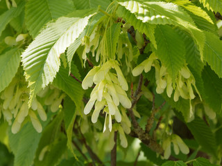 Érable à feuilles de Charme (Acer carpinifolium), arbuste ornemental aux fruits printaniers ou...