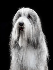 Bearded collie, dog, portrait, on black background in studio