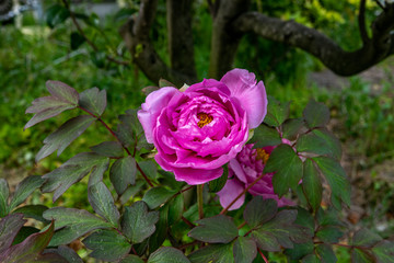 庭に開花した牡丹
