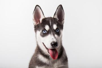 husky dog, black and white puppy with blue eyes, with open mouth and tongue out, studio session with white background