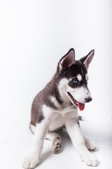 husky dog, black and white puppy with blue eyes, with open mouth and tongue out, studio session with white background