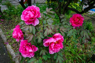 庭に開花した牡丹