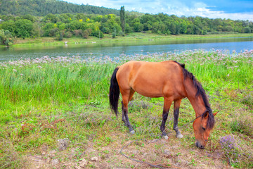 brown horse grazing at the shore in the springtime