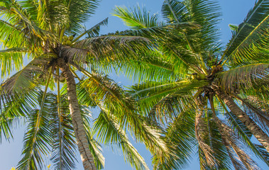 Fototapeta na wymiar Palma trees on island