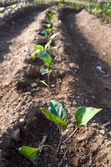 Seedlings growing in the soil