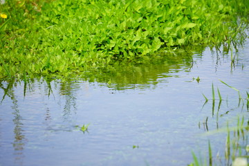 Obraz na płótnie Canvas 水草の生える湿地