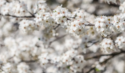 Cherry blossoms in spring. Beautiful white flowers
