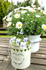 daisies in a basket