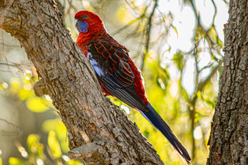 Crimson Rosella Diagonal