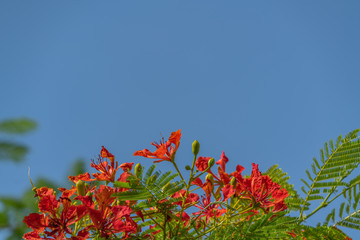 Peacock flowers or flame tree with blue sky