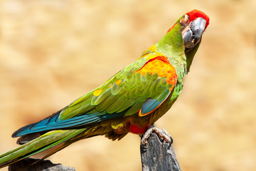 Ara militaire en gros plan de profil