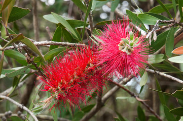 Sydney Australia, red and  pink flowers of callistemon trees or australian native bottlebrushs